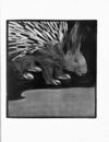 Thumbnail 0051 of An alphabet of animals