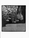 Thumbnail 0051 of An alphabet of animals