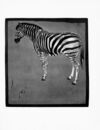 Thumbnail 0081 of An alphabet of animals