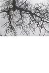Thumbnail 0025 of نارنج و ترنج
