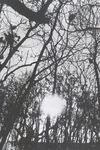 Thumbnail 0033 of نارنج و ترنج