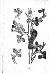 Thumbnail 0039 of 昆虫たちの国