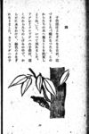 Thumbnail 0040 of 昆虫たちの国