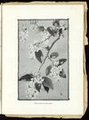 Thumbnail 0045 of Piccaninnies