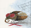 Thumbnail 0016 of Insect soup