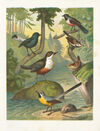 Thumbnail 0005 of Small birds