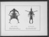 Thumbnail 0027 of Gobolinks or shadow pictures