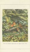 Thumbnail 0006 of The story of the robins