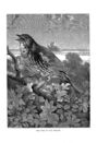 Thumbnail 0022 of Holiday hours in animal land