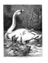 Thumbnail 0040 of Holiday hours in animal land