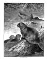 Thumbnail 0062 of Holiday hours in animal land
