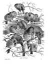 Thumbnail 0066 of Holiday hours in animal land