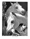 Thumbnail 0072 of Holiday hours in animal land