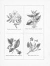 Thumbnail 0027 of The "little folks" nature painting book