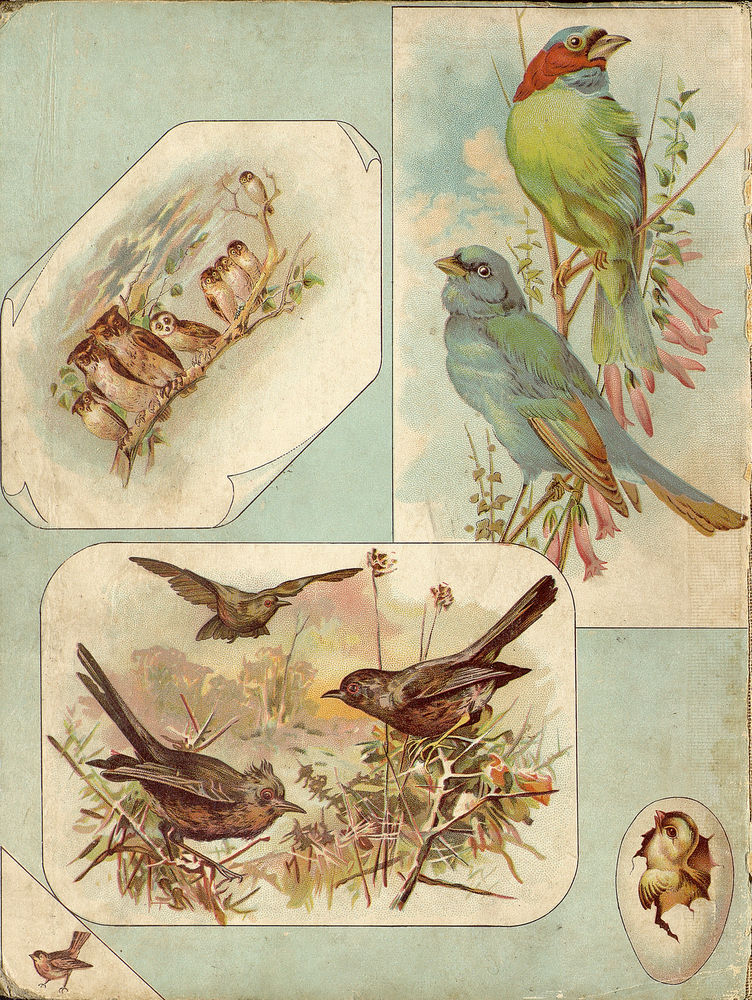 Scan 0102 of Bird tales