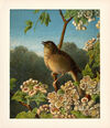 Thumbnail 0047 of Harrison Weir