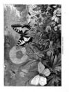 Thumbnail 0052 of Stories and pictures of birds, beasts, fishes, and other creatures