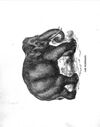Thumbnail 0014 of A peep at the beasts